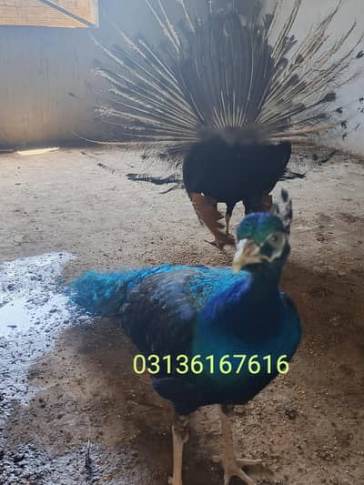 beautiful peacocks