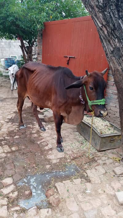 cow for sale urgent