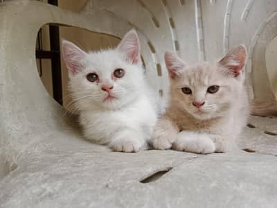Persian Male and female kitten's