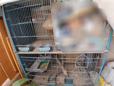 4 compartment breeding cage and 2 small cages available