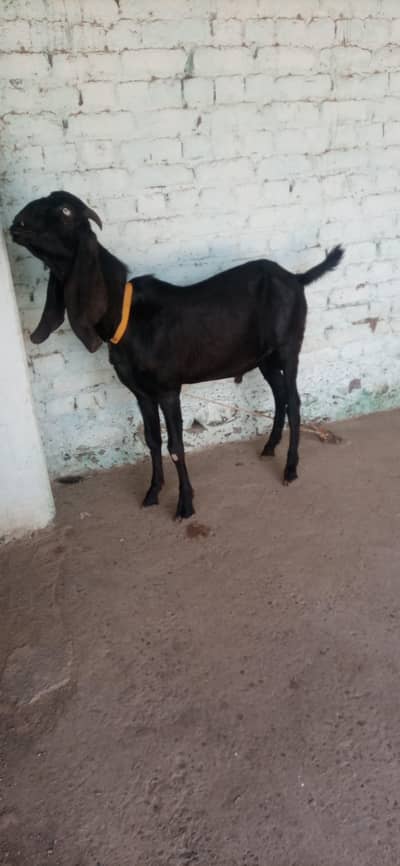 VIP Qurbani Bakra for Sale – Tandrust, Saaf Sutra, Ghar Ka Pala Hua