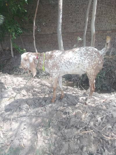 Qurbani ka bakra