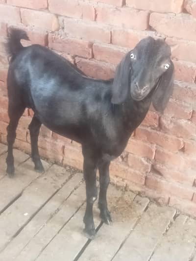 bakra