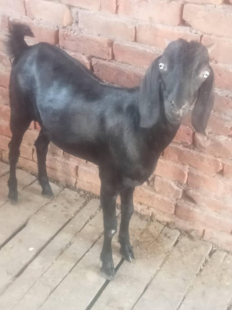 bakra 1