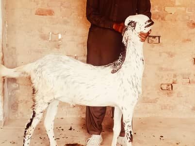 bakra / khasi bakra / goat / 2 dant walay bakray / bakray for sale