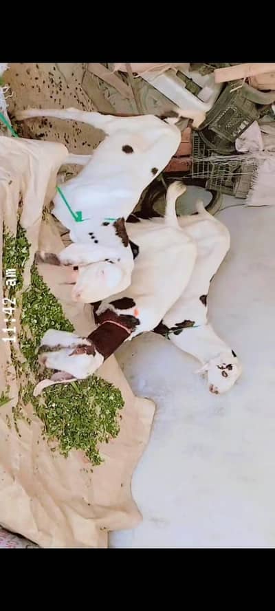 white Desi Bakra For sale Qurbani KY liye Mery pas Bakry h