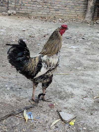 Aseel murga/ murga for sale/breeder murga