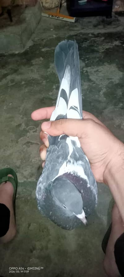 Dubwala jorowala Male