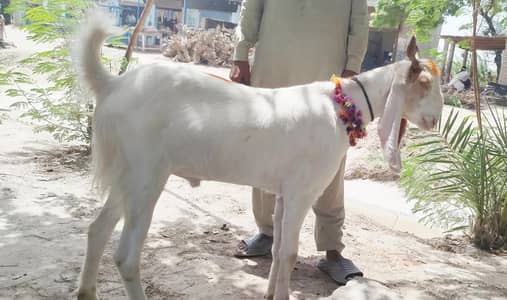 kamori nasal ka bakra