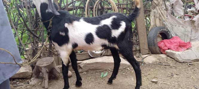 sale for Eid UL azha