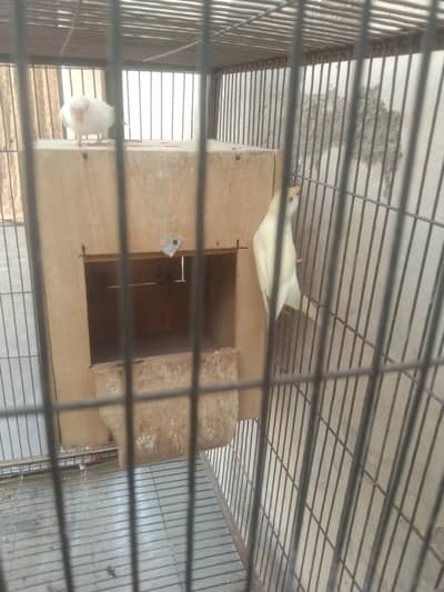 red eye budgie pair