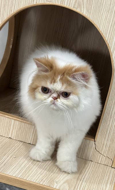 Exotic Long hair Female kitten