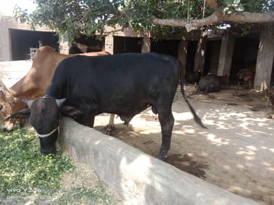 Bull for Sacrificial Purpose (Qurbani)