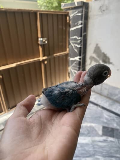 Baby love birds for sale