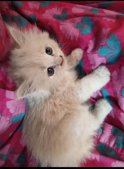 parsion cat for sell