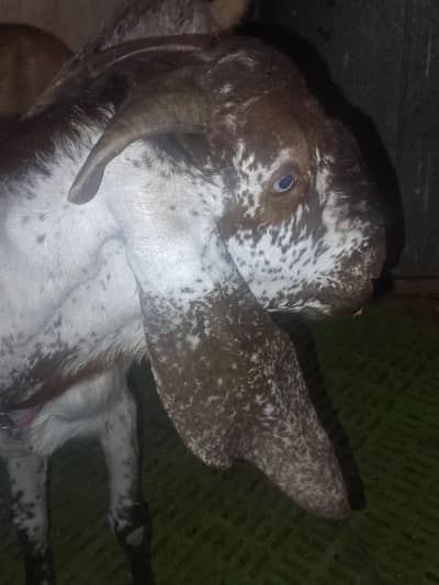 Desi Bakra