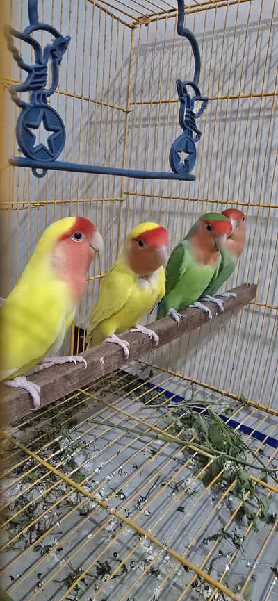 Lovebird Breeder Pairs