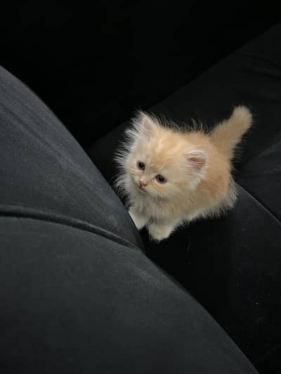 Persian kitten for sale