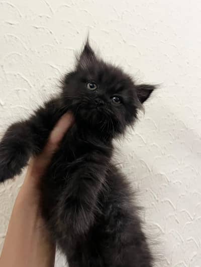 Persian kitten for sale