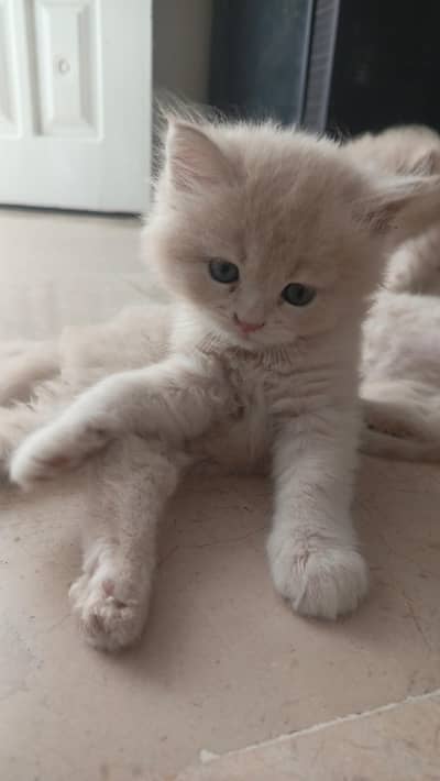 Persian male kitten for sale