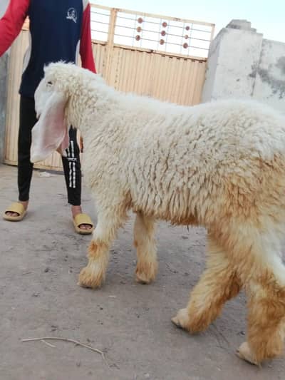 pure Kajla Chhatra for sale