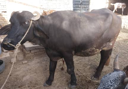 بھینس (چوٹی) قربانی کے لئے
