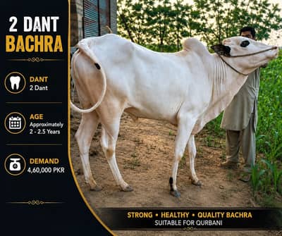 bachriyan / bachra / fateh Jangi bachray aur bachriyan /cow
