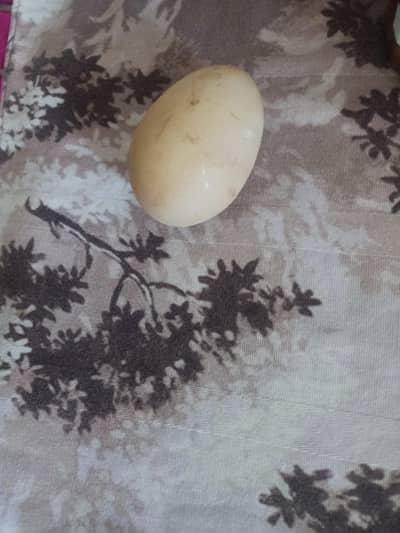 Peacock Egg in DHA Phase 3