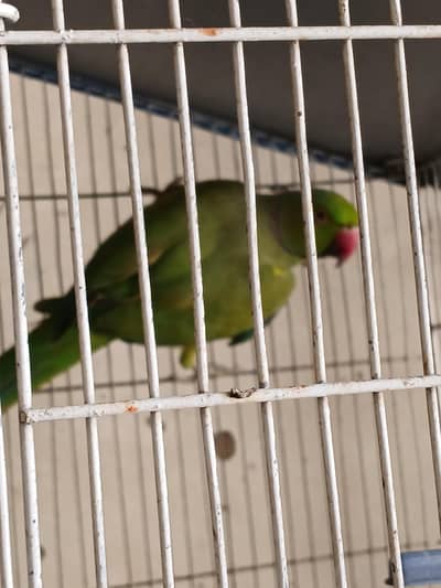 Ring Neck For Sale