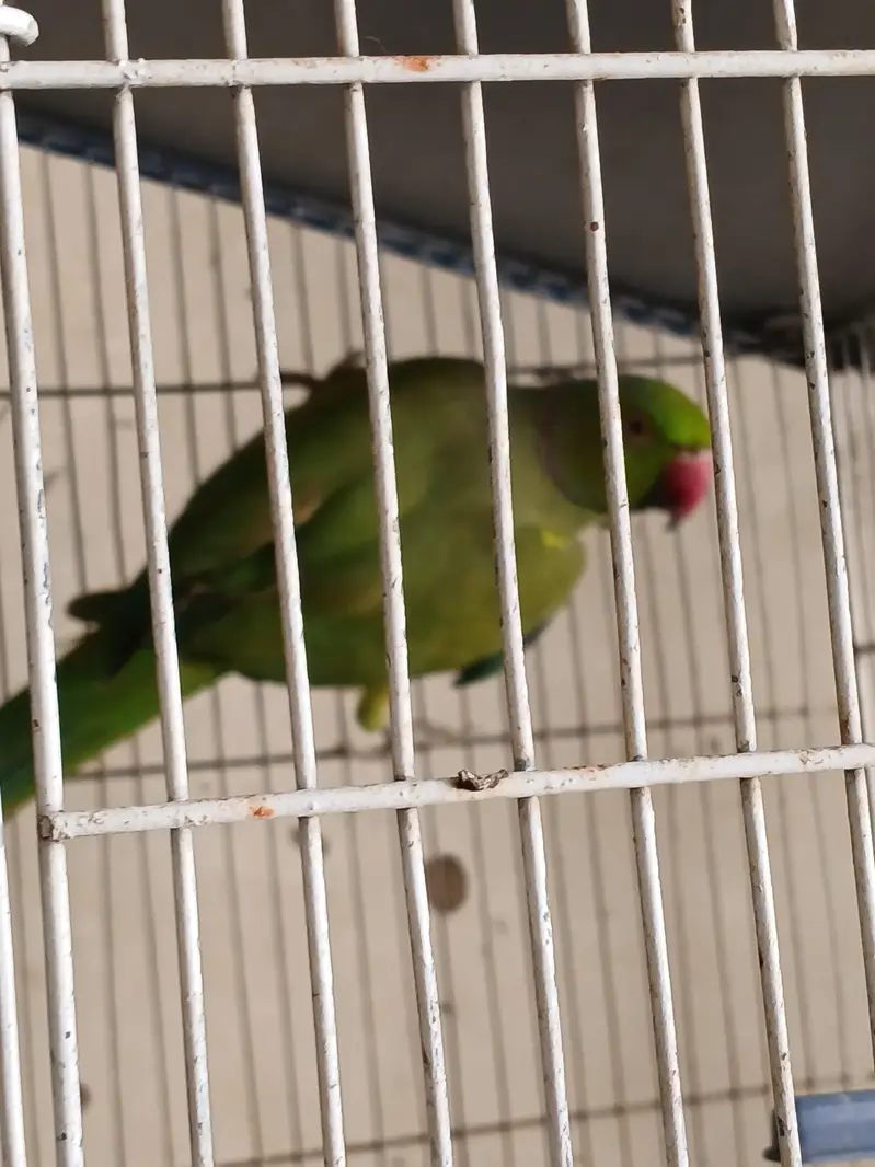 Ring Neck For Sale