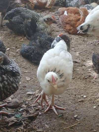 Golden misri chicks