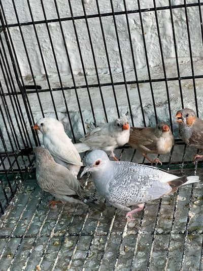 zebra Finch and diamond dove