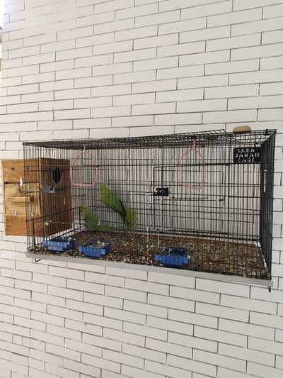 pair of green parrot