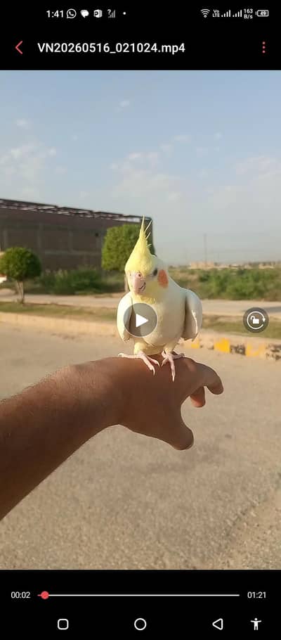 Free Fly Trained Cockatiel Female