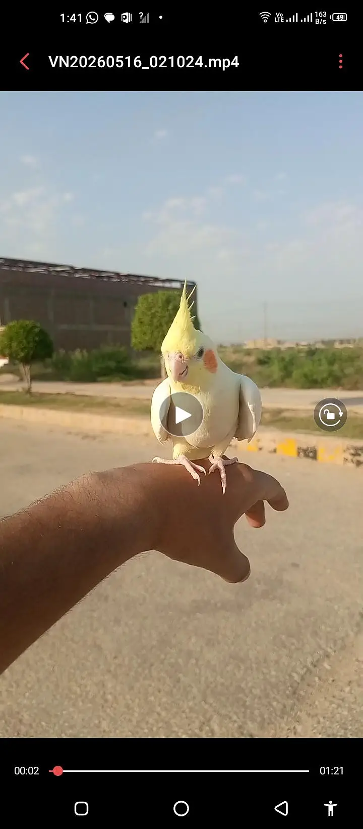 Free Fly Trained Cockatiel Female