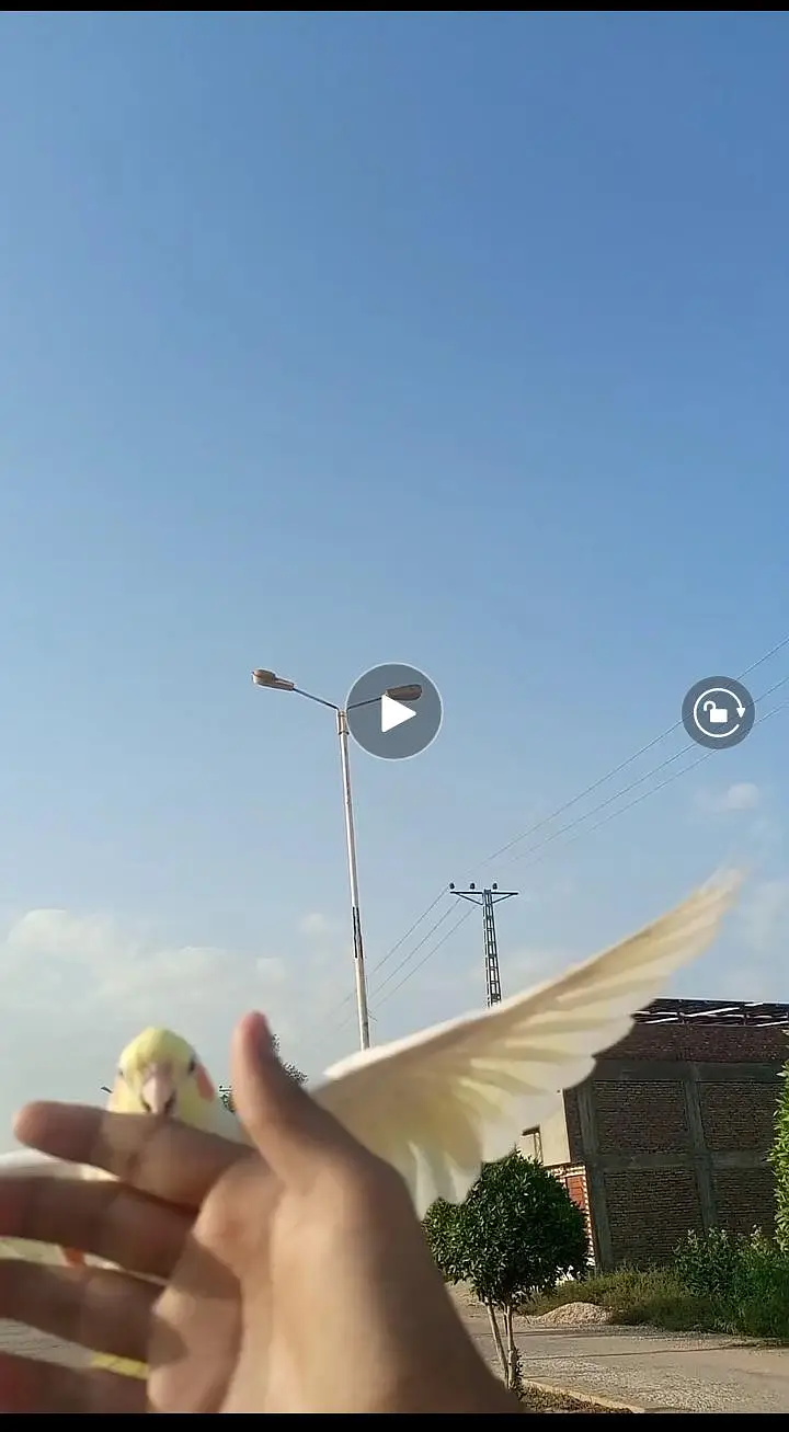 Free Fly Trained Cockatiel Female — photo 3