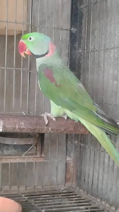 kashmiri Pahari breeder piar for sale