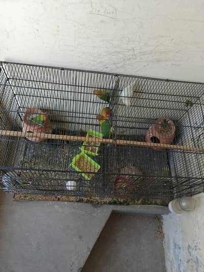 love birds for sale with cage