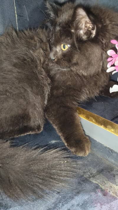3 months old Persian  mix male kitten