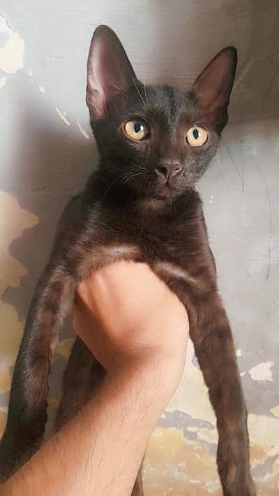 3 female kitten free of cost