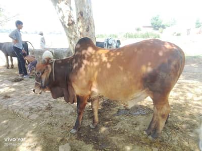 cattle