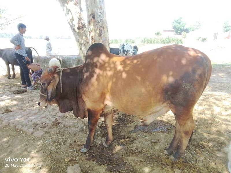 cattle 0
