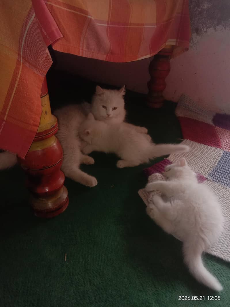 three kitten 1
