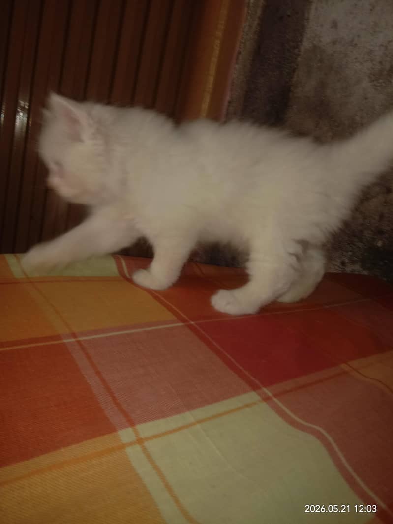 three kitten 3