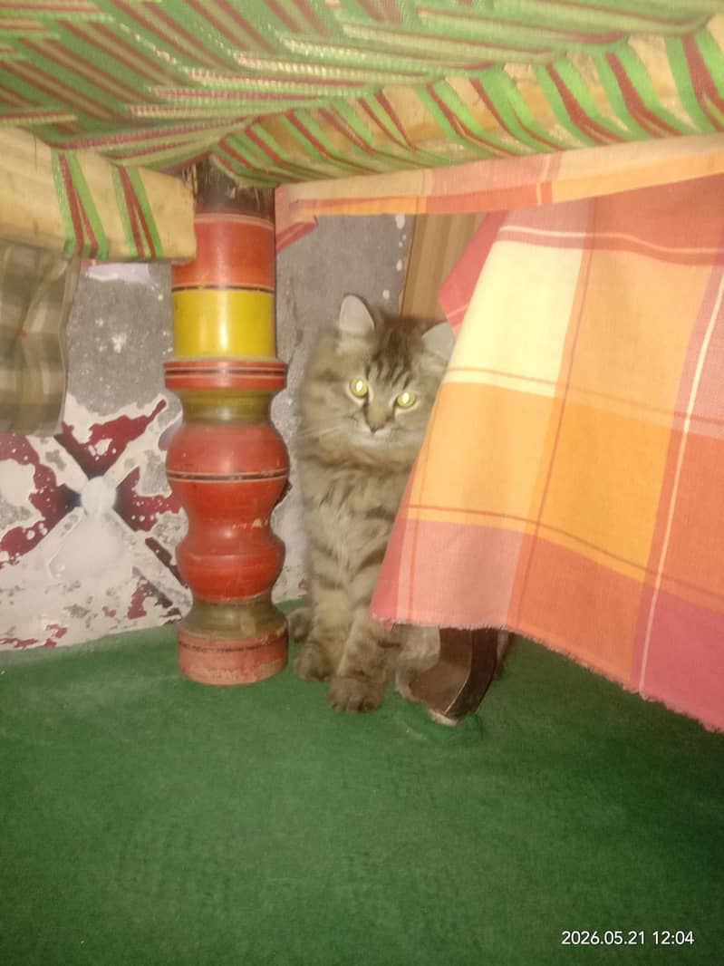 three kitten 4