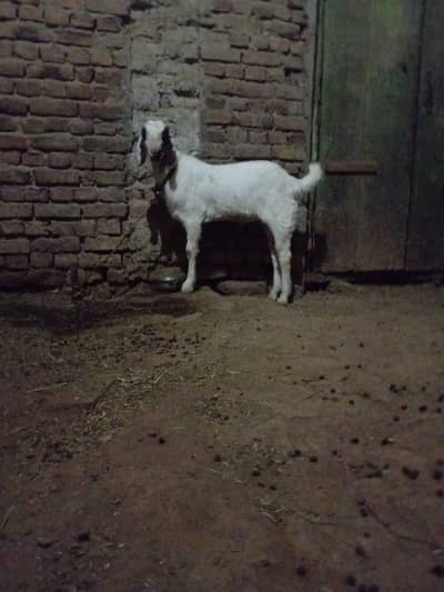 8 month ka bakra.