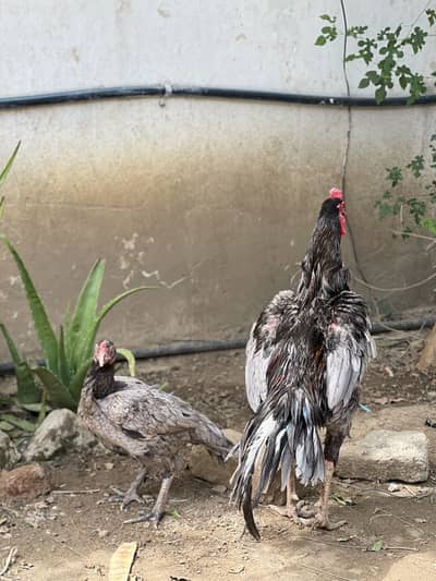 Pure Aseel (Salety Pair) Fresh Eggs for Sale - 9 Eggs