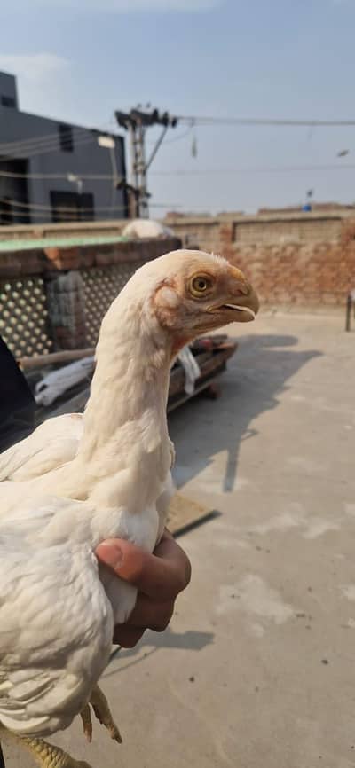 parrot beak aseel