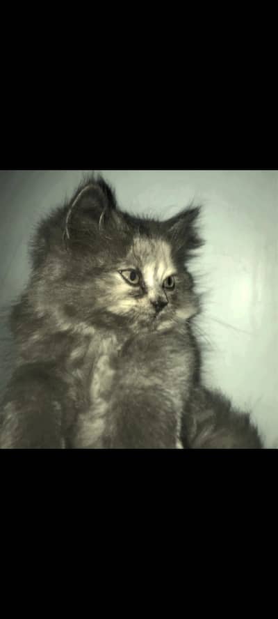`2-Month-Old Vaccinated Kitten | Friendly & Healthy | Litter Trained`