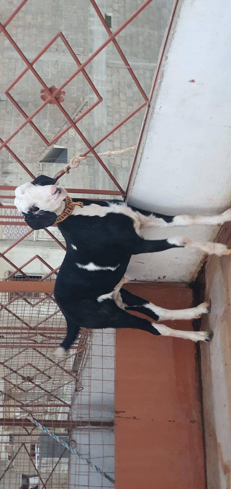 bakra 0